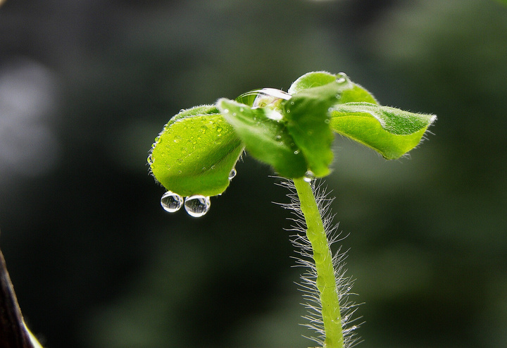 Close-up of a sprouting plant with water droplets, symbolizing growth and freshness.