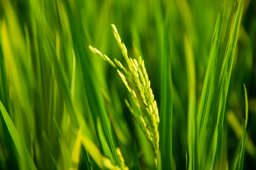 rice crops