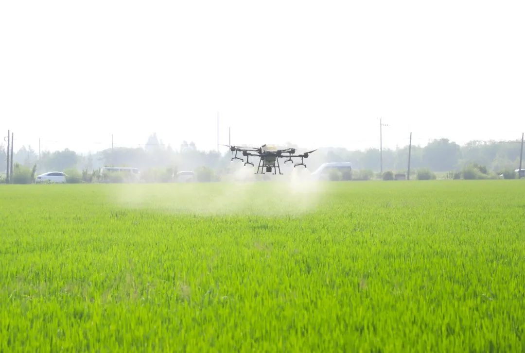 Drone spraying pesticide over green field, enhancing agricultural efficiency.